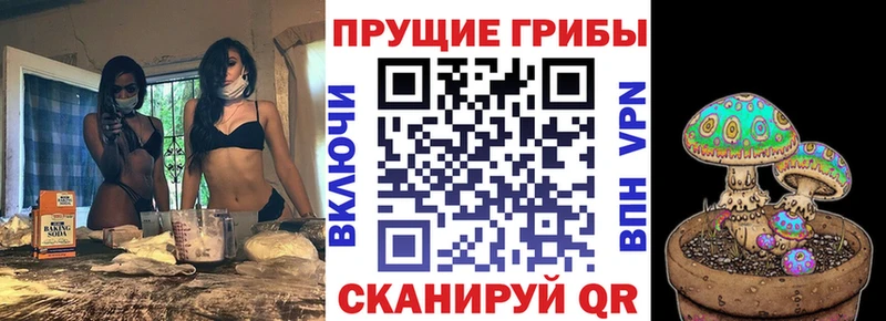 купить сайты Томари Псилоцибиновые грибы Cubensis